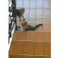 Hauskatze - Katze