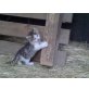 Hauskatze - Katze