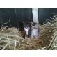 Hauskatze - Katze