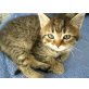 Hauskatze - Katze