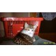 Hauskatze - Katze