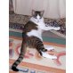 Hauskatze - Katze