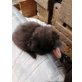 Hauskatze    Mi coon - Kater