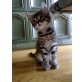 Hauskatze Moni, Europäische Hauskatze - Katze