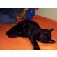 Hauskatze-Perser - Kater