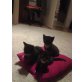 Hauskatze - Perser - Kater