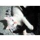 Hauskatze-Perser Mix - Katze