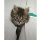 Hauskatze/Perserkatze - Kater