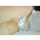 Hauskatze Rot - Kater