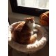 Hauskatze Rotweiss - Katze