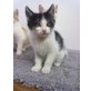 Hauskatze black/white - Kater