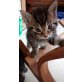 Hauskatze grau-getigert - Kater
