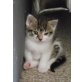 Hauskatze, kleine Babymitzen ;))) - Katze