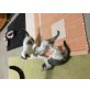 Hauskatze plus unbekannt  - Katze