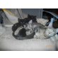 Hauskatze und Balinese - Kater
