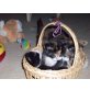 Hauskatze und Hauskatze - Katze