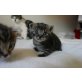 Hauskatze und Norwegische Wildkatze - Kater