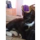 Hauskatze und Perserkater - Kater
