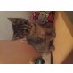 Hauskatze und cremepoint  - Katze