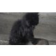 Hauskatze x Perser - Kater