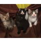 Hauskatzen - Kater