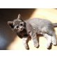 Hauskatzen - Kater