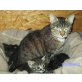Hauskatzen - Kater