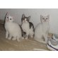 Hauskatzen - Kater