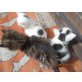 Hauskatzen - Kater