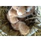 Hauskatzen - Kater
