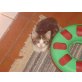 Hauskatzen - Kater