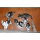 Hauskatzen - Kater