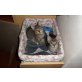 Hauskatzen - Kater