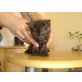 Hauskatzen - Kater
