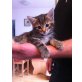 Hauskatzen - Kater