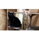 Hauskatzen - Kater