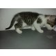 Hauskatzen - Kater