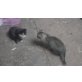 Hauskatzen - Kater