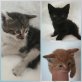 Hauskatzen - Kater