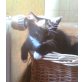 Hauskatzen - Katze