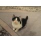 Hauskatzen - Katze