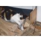 Hauskatzen - Katze
