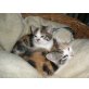 Hauskatzen - Katze