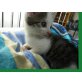 Hauskatzen - Katze