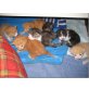 Hauskatzen - Katze