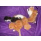 Hauskatzen  - Katze