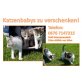 Hauskatzen - Katze