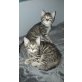 Hauskatzen - Katze