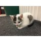 Hauskatzen - Katze