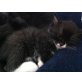 Hauskatzen, Katzenbaby - Kater